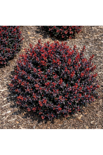 Барбарис тунберга Пугрузам